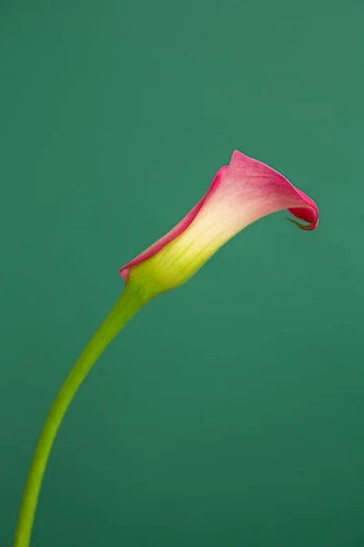 Yeşil arka planda tek pembe kalla çiçeğinin dikey minimalist fotoğrafı. 
