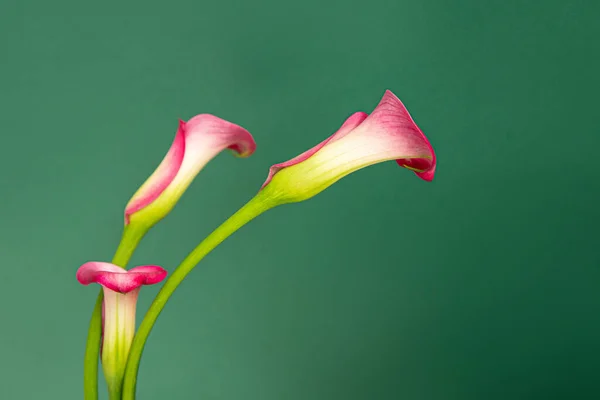 Yeşil arka planda üç pembe kalla çiçeğinin yatay minimalist fotoğrafı. 