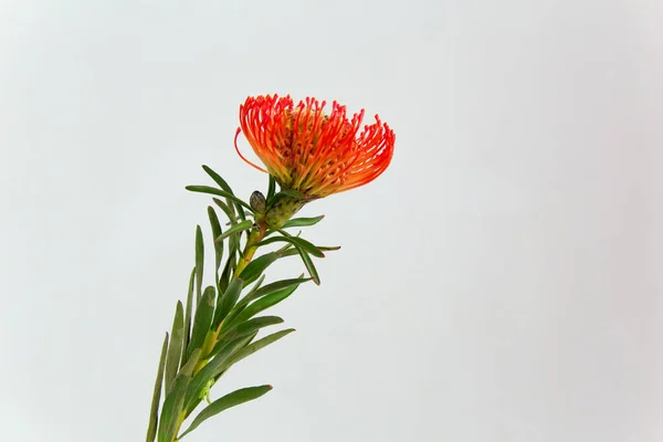 Beyaz arka planda tek mercan leucospermum yatay minimalist fotoğrafı. 