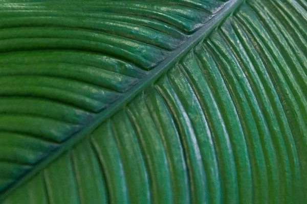 Tropical Leaf Background Green Texture Natural Background — Stock Photo, Image