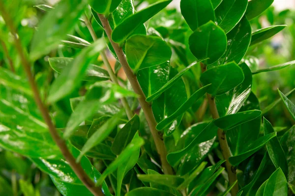 Fundo Folhas Tropicais Textura Verde Fundo Natural — Fotografia de Stock