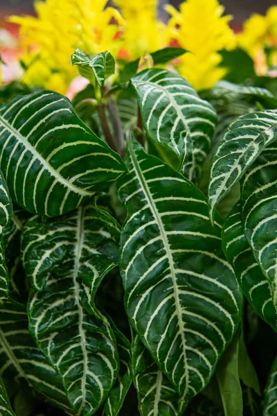 Campuran Indah Bunga Kuning Dan Latar Belakang Daun Tropis Latar — Stok Foto