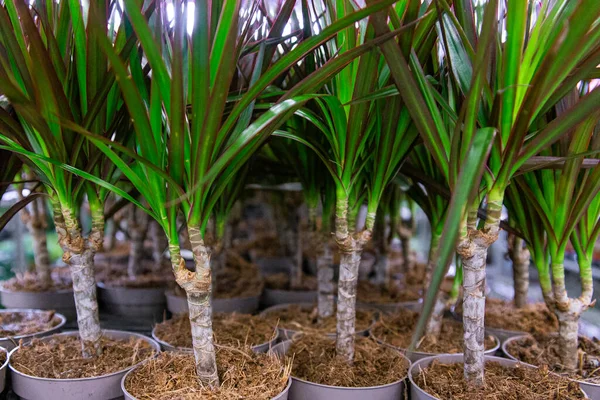 Dracaena Květináčích Prodej Květinářství — Stock fotografie