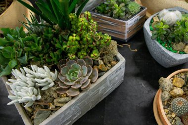 Ahşap kutulardaki farklı bitkiler ve sulu bitkiler ve bir çiçekçinin rafındaki kil kaplar.. 