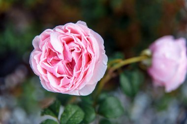 Bahçedeki güzel pembe şakayık gülü.