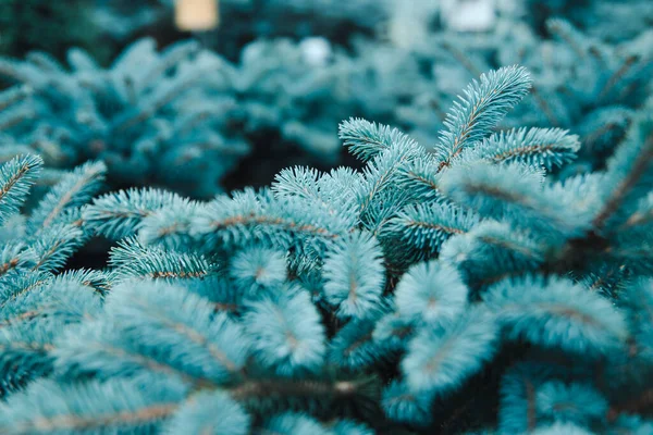 Abies Nobilis 'in dallarından güzel Noel çelenkleri. 