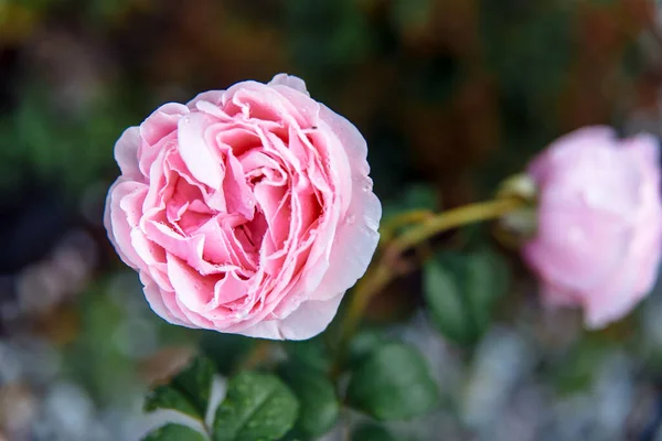 Bahçedeki güzel pembe şakayık gülü.