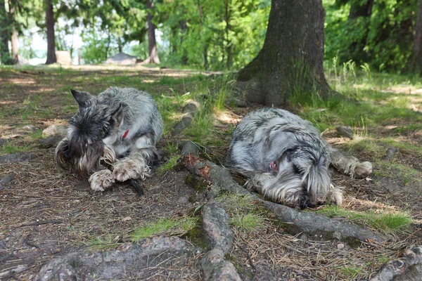 Schnauzer — Foto de Stock