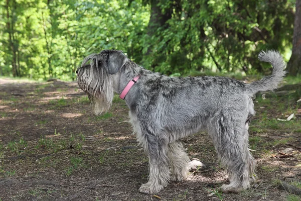 Schnauzer — Stock fotografie