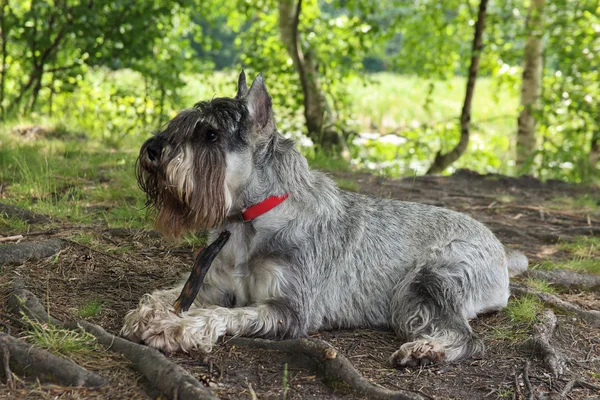 Schnauzer — Stock fotografie