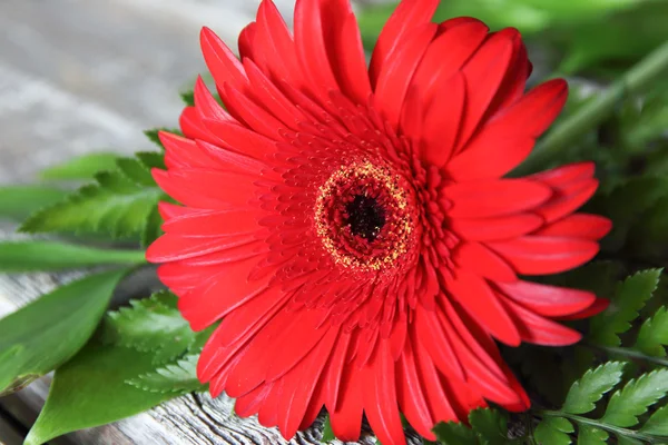 Gerbera on a wooden background — Stock Photo, Image