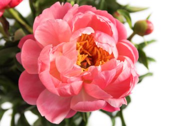 Beyaz bir arka planda Peonies