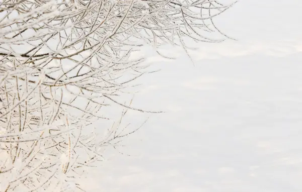 Branches covered with hoarfrost — Stock Photo, Image