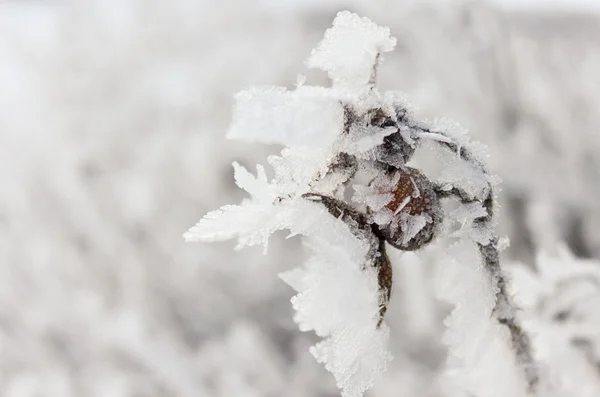 Branches covered with hoarfrost — Stock Photo, Image