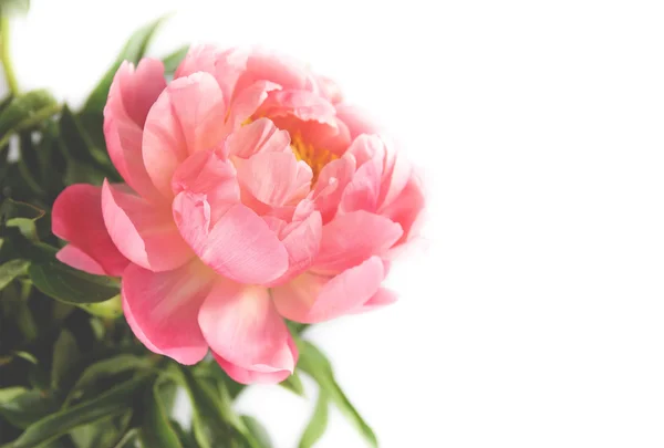 peonies on a white background