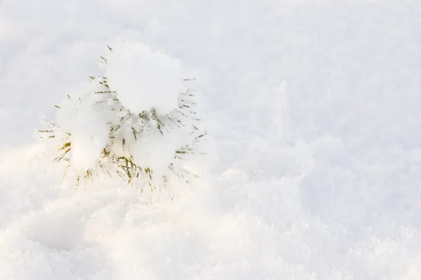 Branches covered with hoarfrost Stock Picture