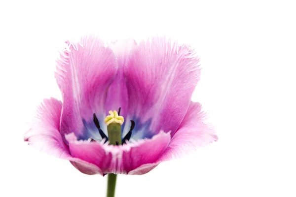 Tulipano su sfondo bianco — Foto Stock