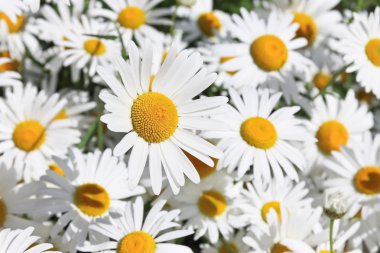 Onları papatya closeup arka plan