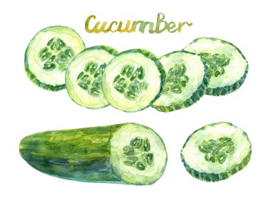 Sağlıklı yemek günü. Suluboya dilimlenmiş salatalık. Salatalık günü, yeşil vejetaryen taze yemek. Suluboya çizim el fırçası