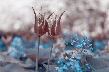 Parkta bahar laleleri, sepya ve mavi