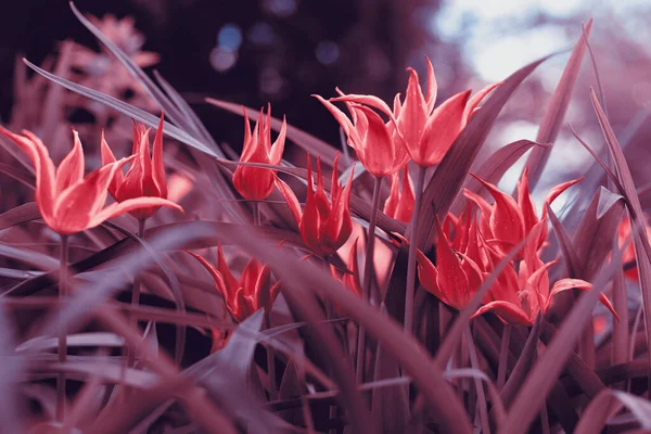 Tulipani Primaverili Nel Parco — Foto Stock