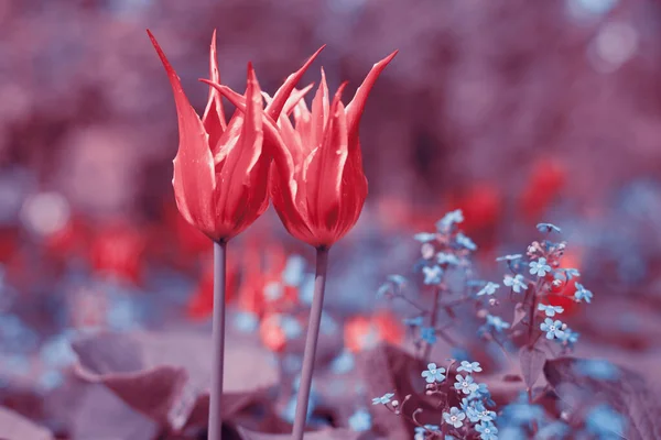 Весняні Тюльпани Парку — стокове фото