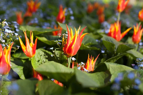 Tulipani Primaverili Nel Parco — Foto Stock