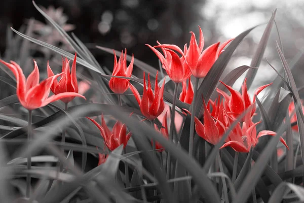 Tavaszi Tulipán Parkban Piros Fekete Fehér — Stock Fotó