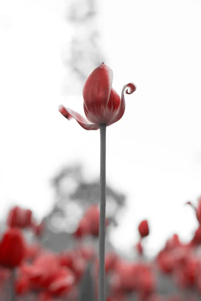Jarní Tulipány Parku Červené Černé Bílé — Stock fotografie