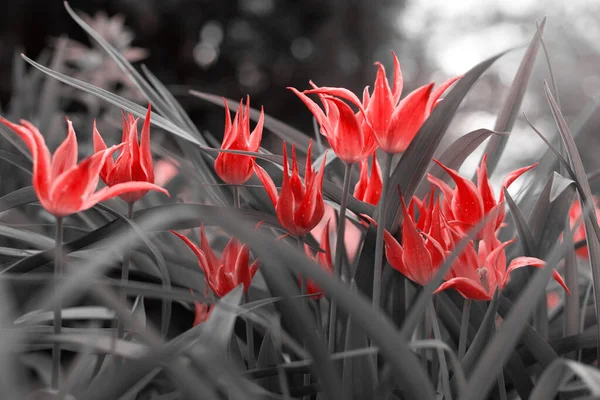 Tulipanes Primavera Parque Rojo Negro Blanco Imágenes de stock libres de derechos