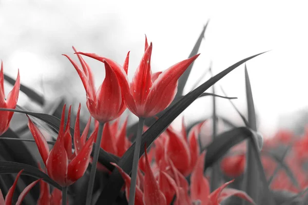 Tulipanes Primavera Parque Rojo Negro Blanco Imagen de archivo