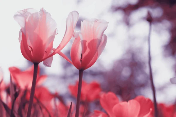 Tulipas Primavera Parque — Fotografia de Stock