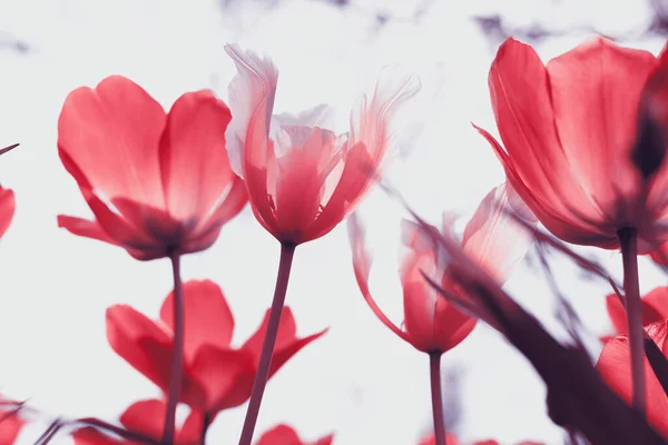 Tulipani Primaverili Nel Parco — Foto Stock