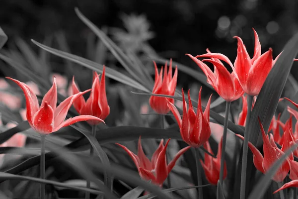 Parkta Bahar Laleleri Kırmızı Siyah Beyaz — Stok fotoğraf