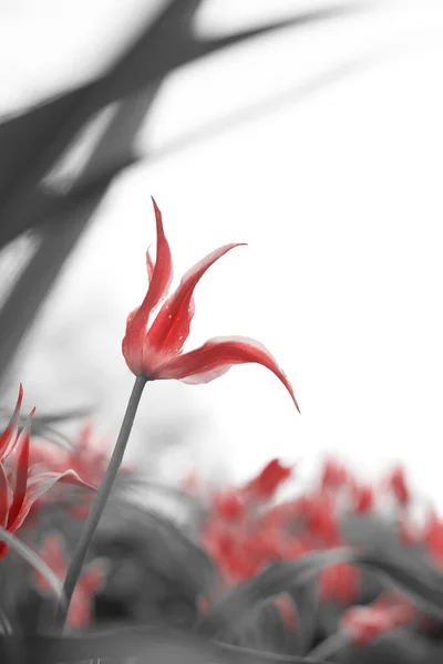Jarní Tulipány Parku Červené Černé Bílé — Stock fotografie