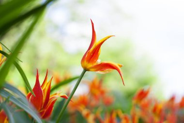 Parkta bahar laleleri