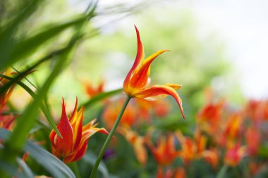 Parkta bahar laleleri