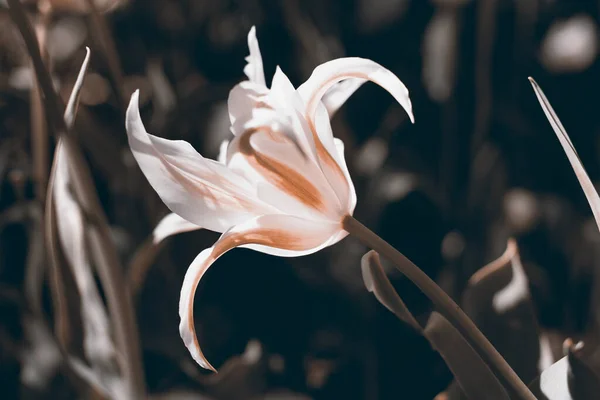 Tulipani Primaverili Nel Parco Zenzero Blu — Foto Stock