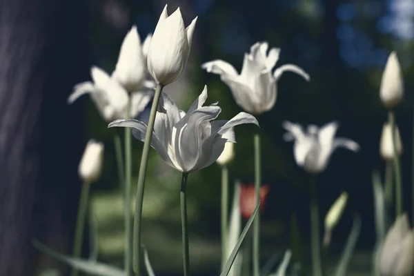 Frühlingstulpen Park Grün Und Blau — Stockfoto