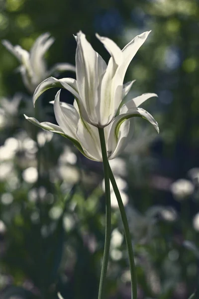 Tulipani Primaverili Nel Parco Verdi Blu — Foto Stock