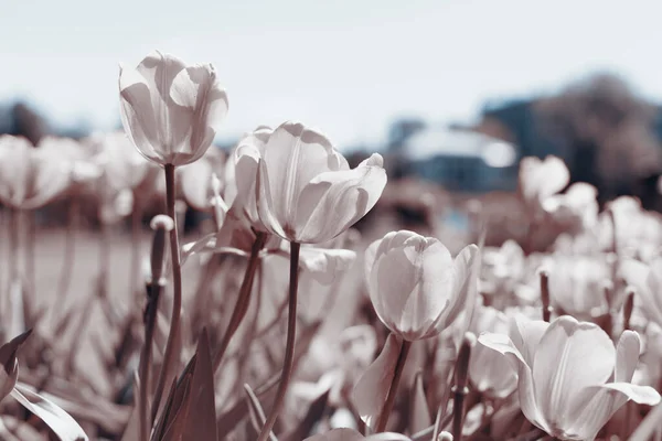 Tulipani Primaverili Nel Parco Seppia Blu — Foto Stock