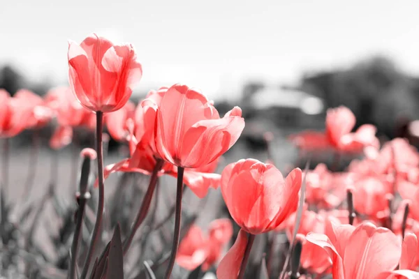 Tulipani Primaverili Nel Parco Rosso Nero Bianco — Foto Stock