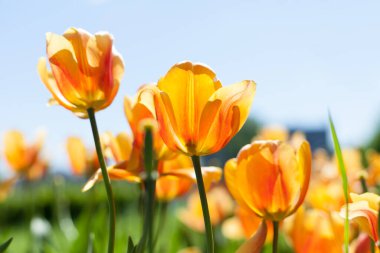 Parkta bahar laleleri