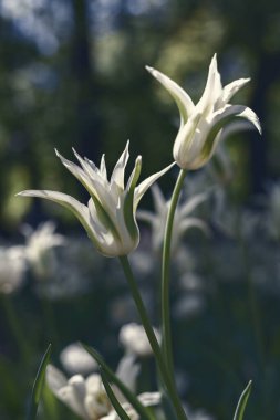Parkta bahar laleleri, yeşil ve mavi