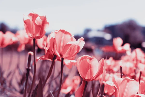 Tulipani Primaverili Nel Parco — Foto Stock