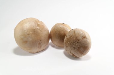 Beyaz arka planda bulutlu agarik ya da bulut bacası. Latince adı Clitocybe nebularis. Bu mantar çorba için idealdir çünkü harika bir aromadır. Tadına bak.