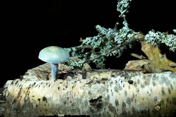 Mushroom Dark Background Birch Wood Lighted Spot Light English Name — Stock Photo, Image