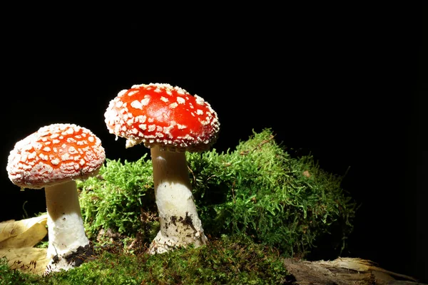 Paddenstoelen Donkere Zwarte Ondergrond Groeiend Het Mos Engelse Naam Fly — Stockfoto