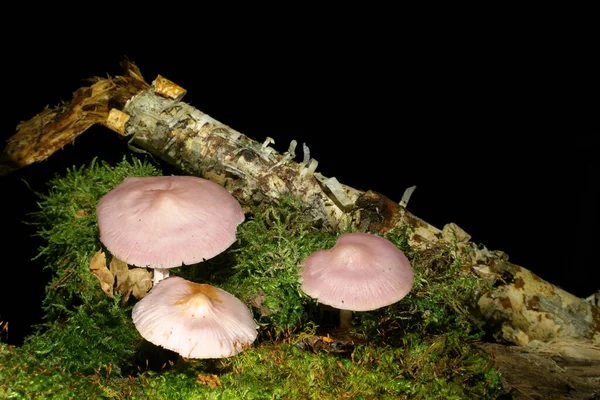 어두운 배경의 버섯들 이름은 Rosy Bonnet 입니다 라틴어로는 Mycena Rosea — 스톡 사진