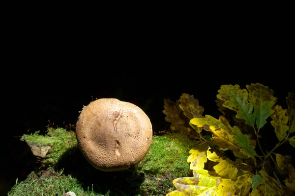 Paddenstoel Zwarte Achtergrond Mos Hout Eiken Bladeren Bureaublad — Stockfoto